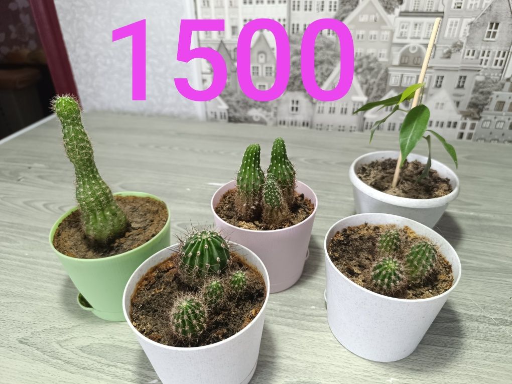 Продам цветы разные