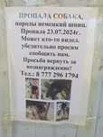 Пропала собака немецкой породы шпиц