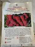 Малина ремонтантная