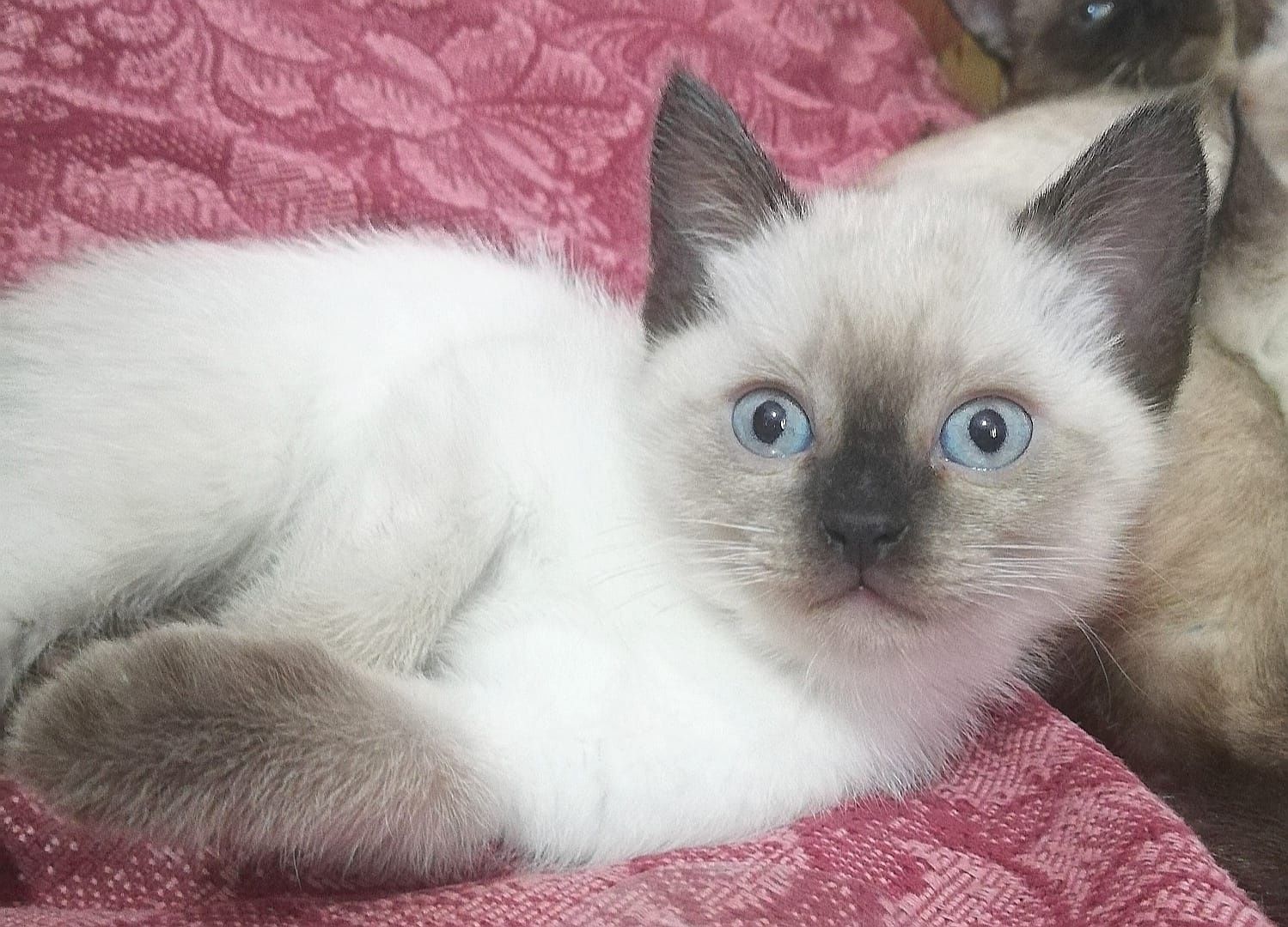 Породистые сиамские котята