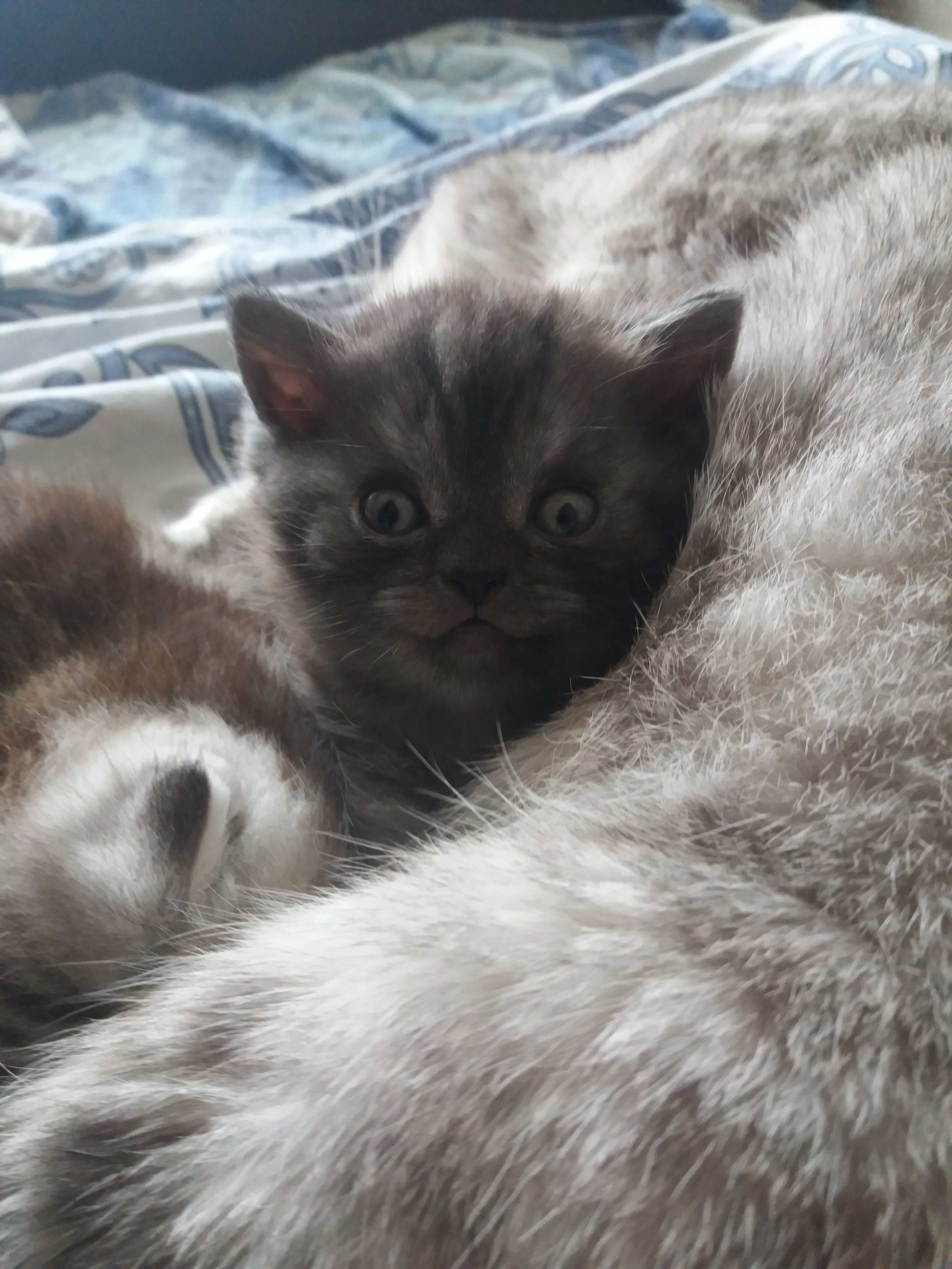 Продам шотландских котят
