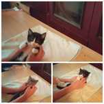 Отдам котят в хорошие руки
