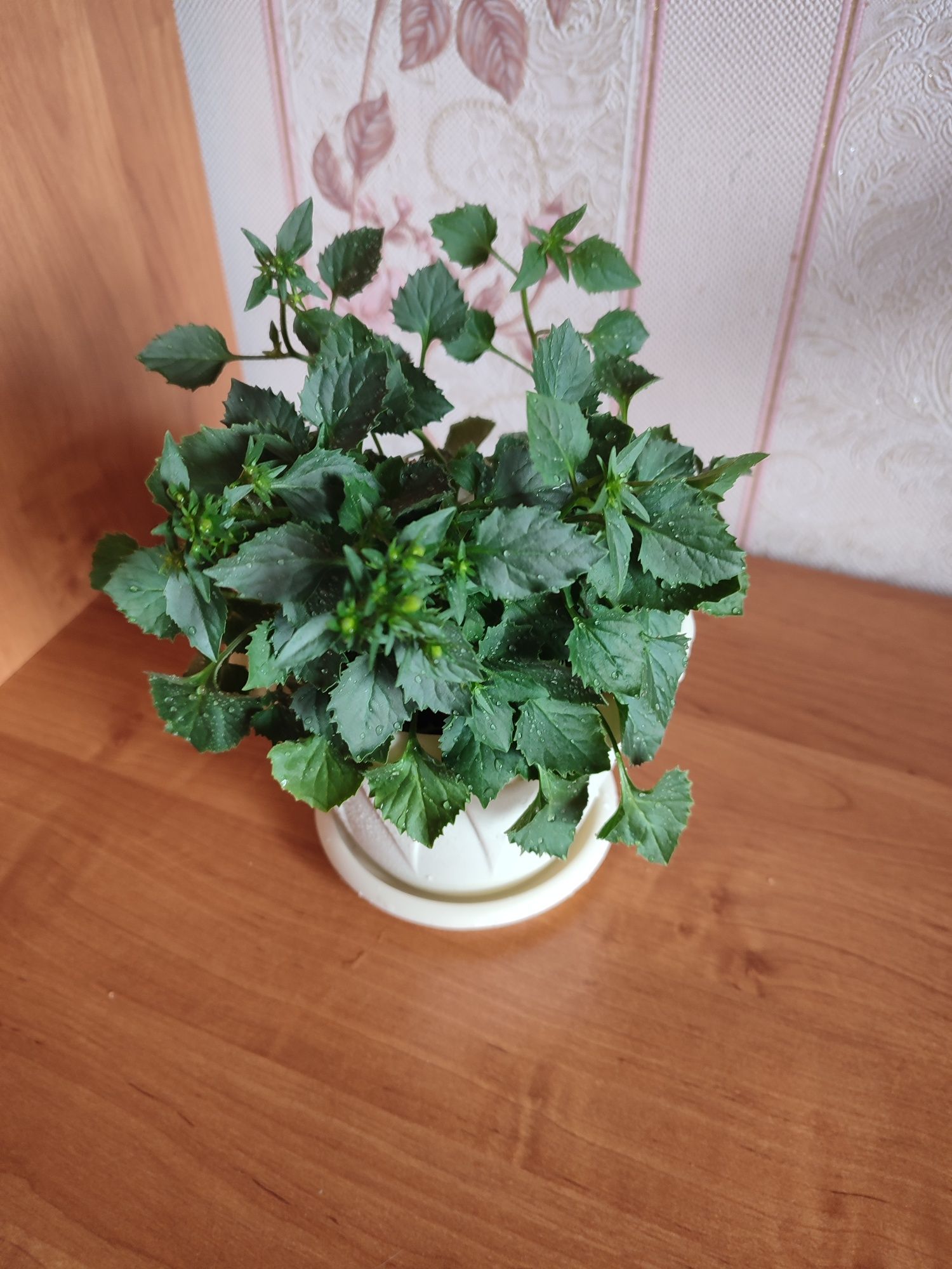 Продам комнатные цветы
