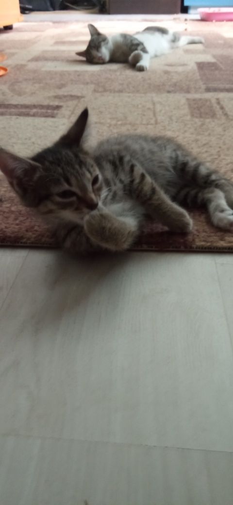 Котенок в добрые руки