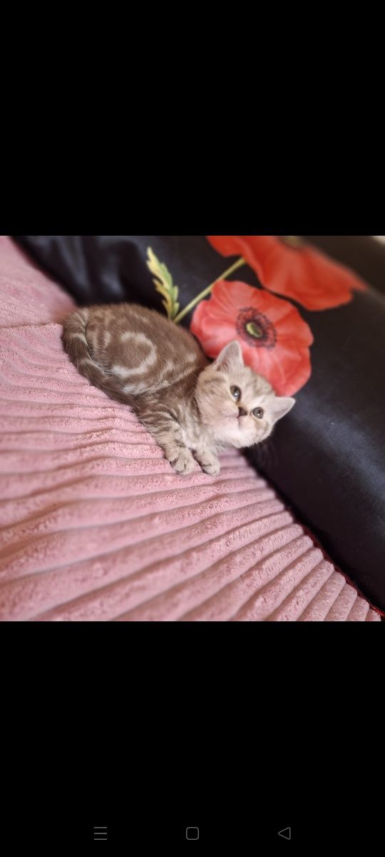 Британские котята
