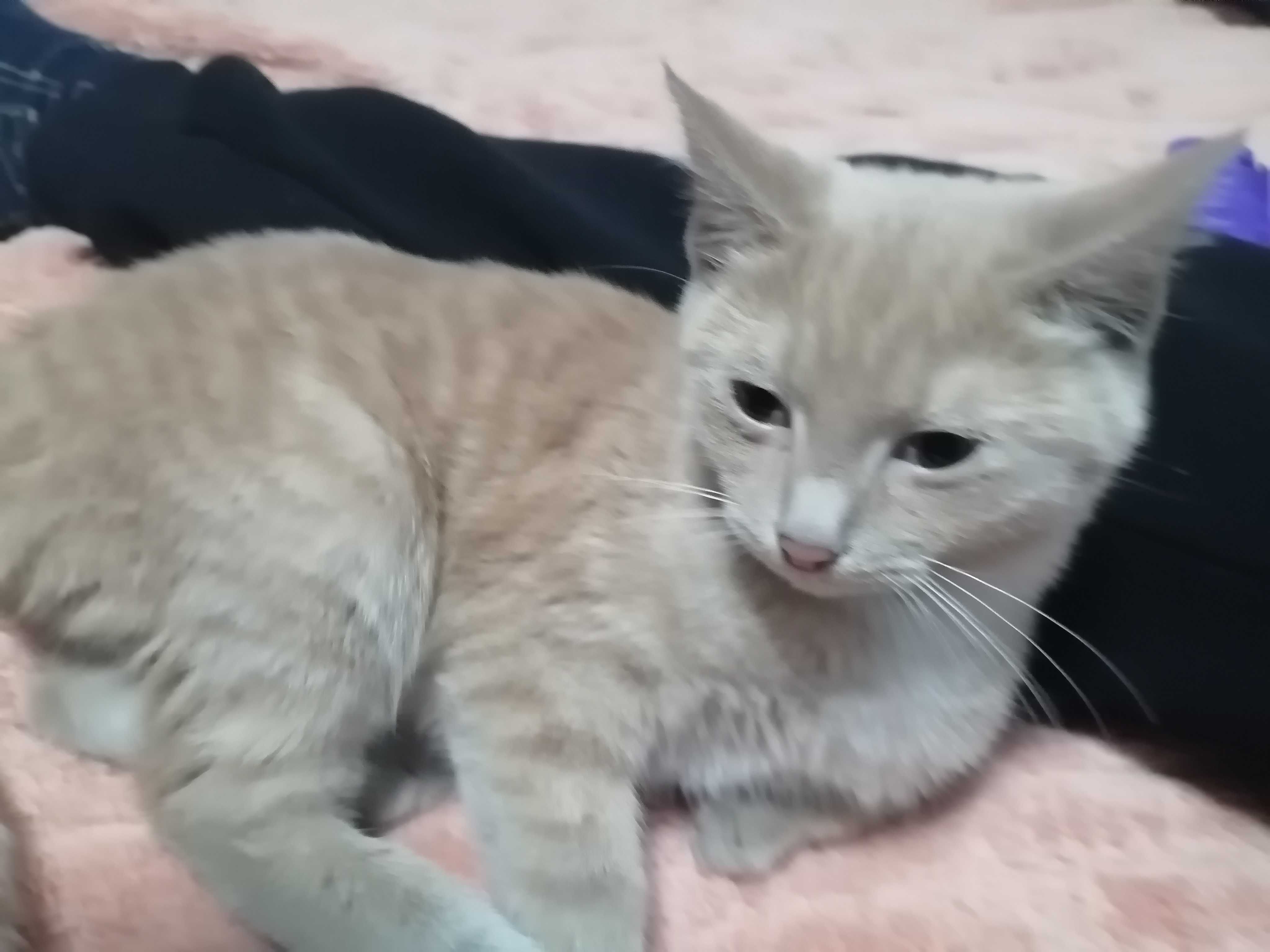 кошка,домашняя девочка