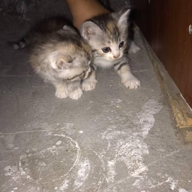 Милая котенок 40 дней