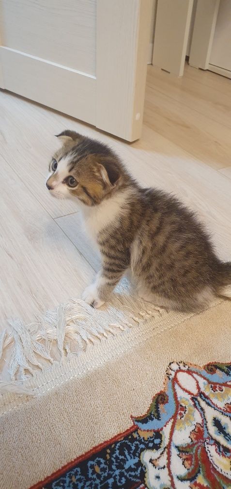 Продам котёнка вислоухий