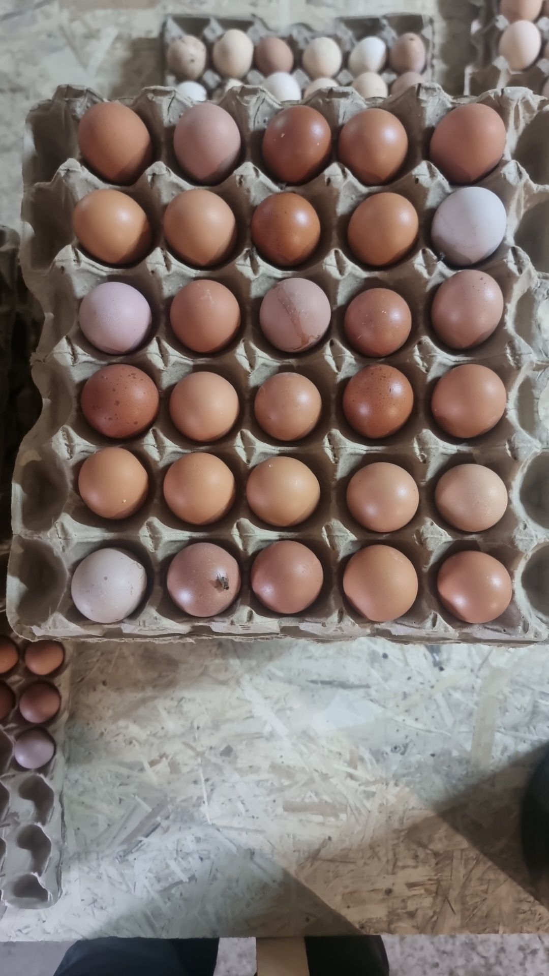 Домашные куриные яйцы