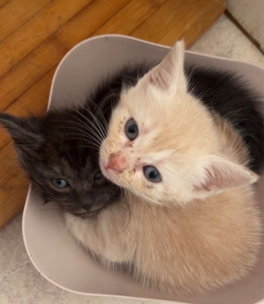 Котят в добрые руки