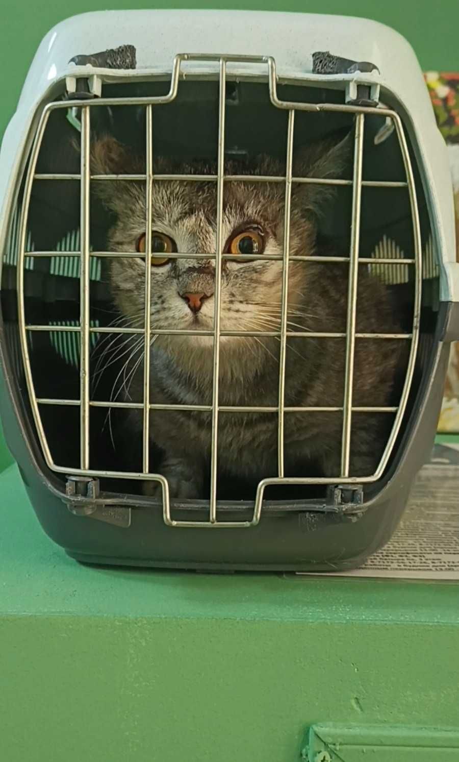 Красивый котик ищет дом