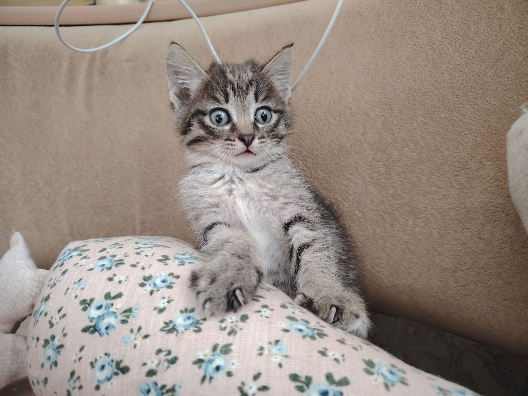Отдам котёнка в добрые руки
