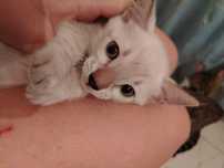 Котят снежные бегалы