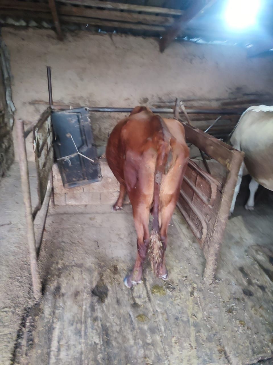 Продам дойных коров