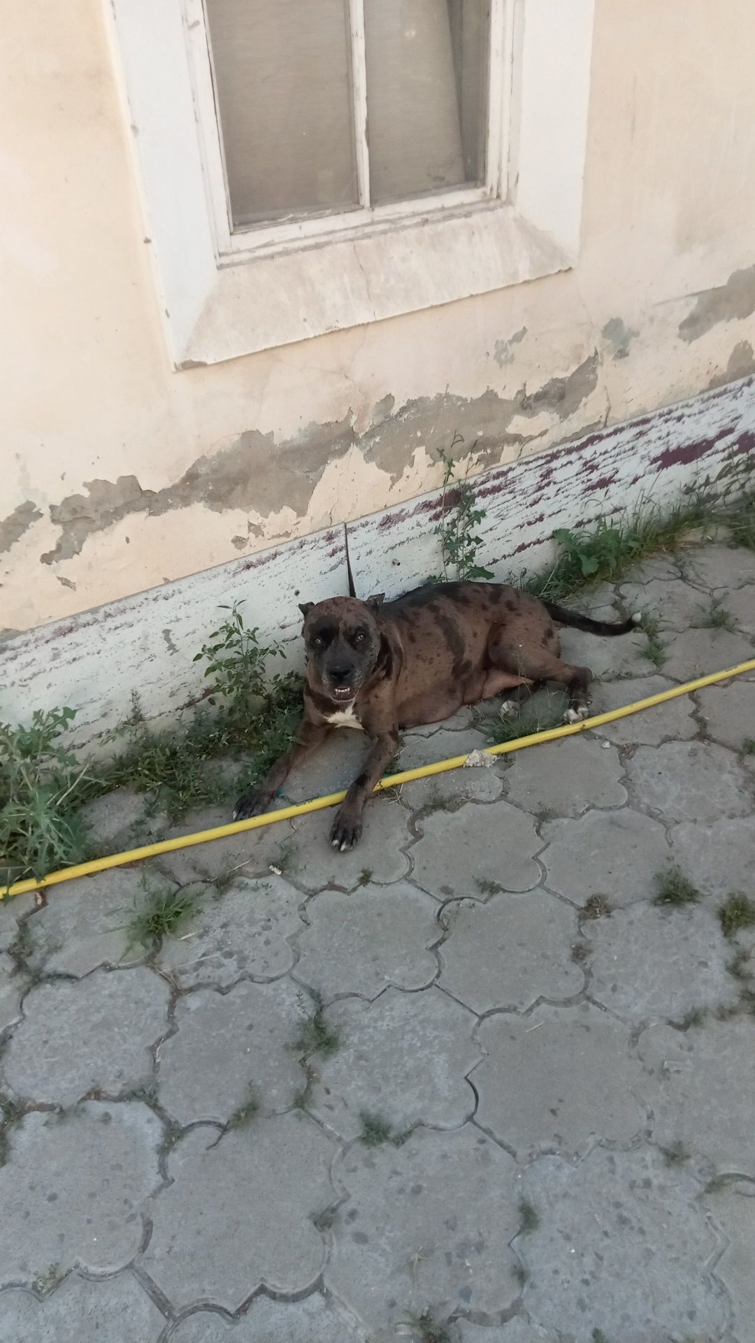 Продам щенков питбуля
