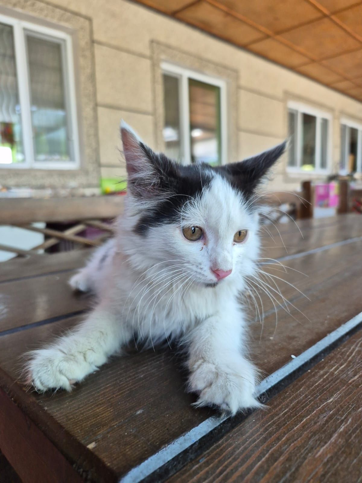 Котенок в добрые руки