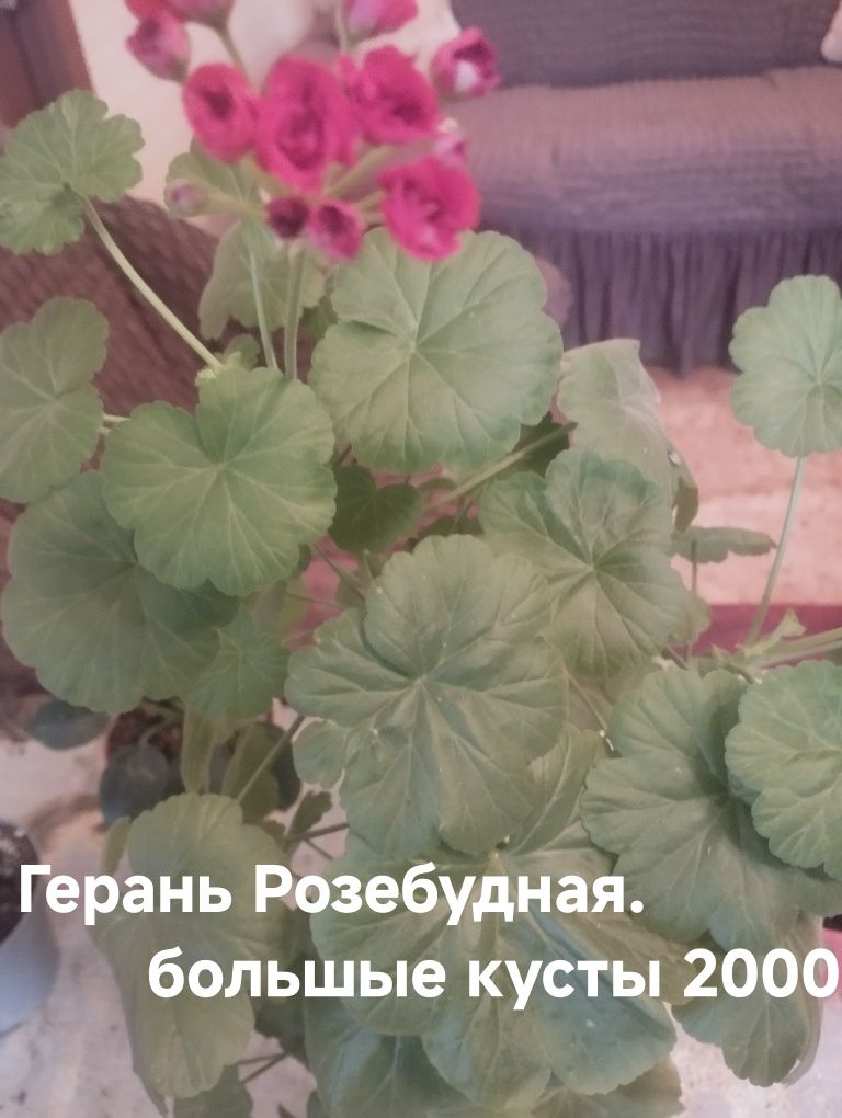 Продам комнатные  растения