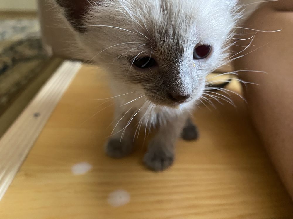 котенок в добрые руки