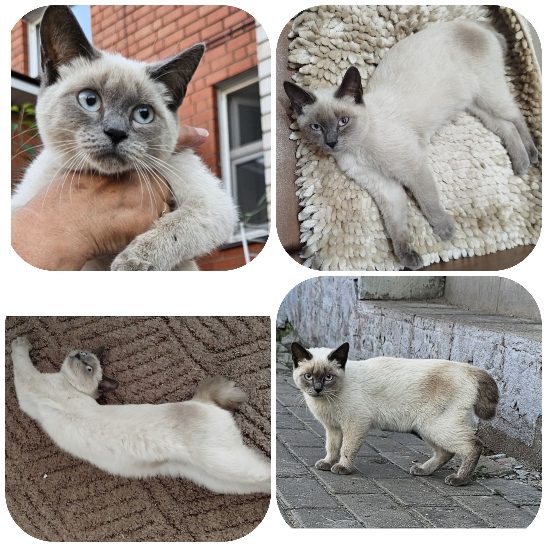 Породистая кошечка в добрые руки