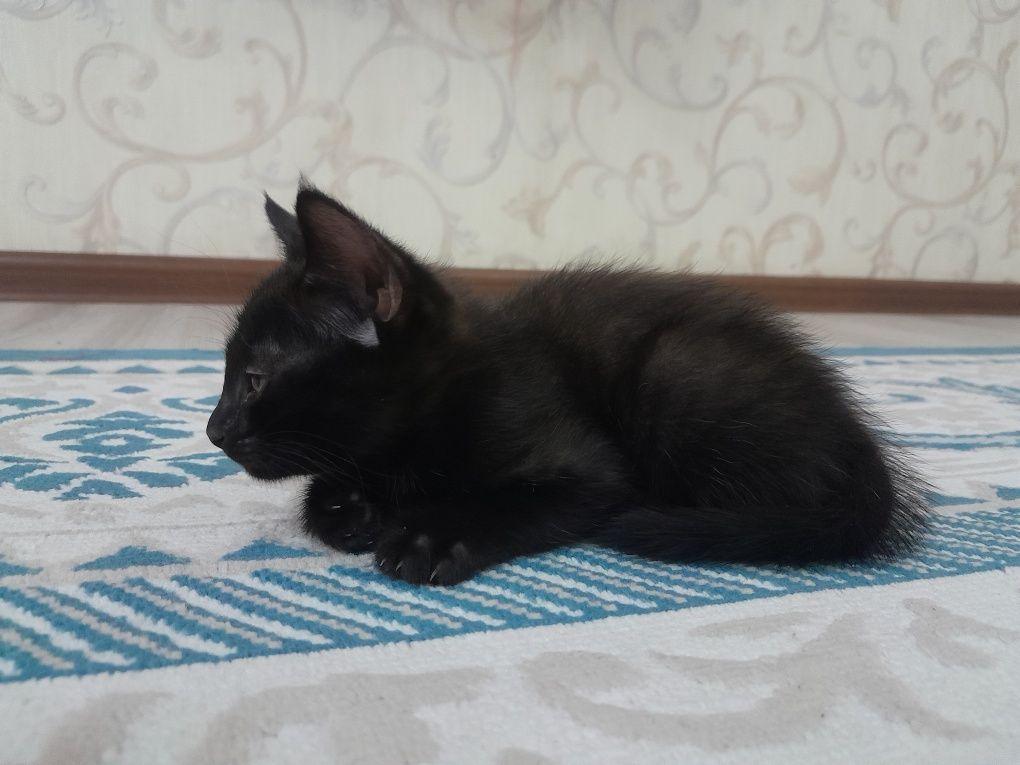 Котята 2  месяца