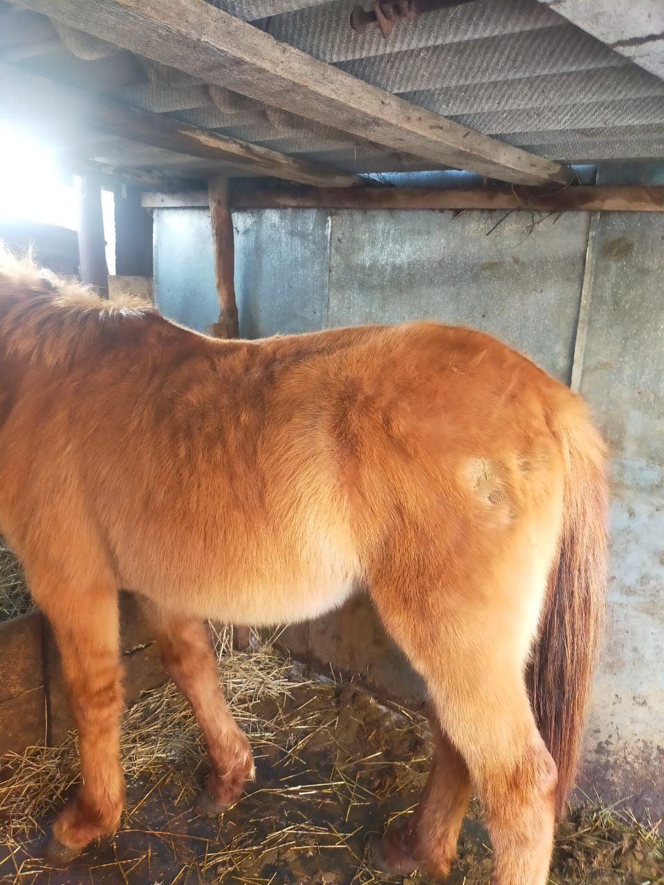 Продам лошадей тай и жабагы