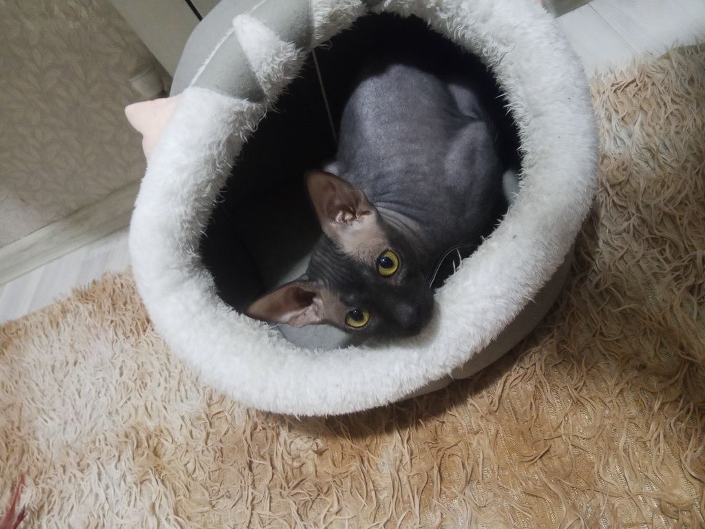 Котик ищет невесту