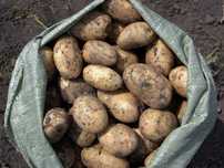 Продам домашний картофель