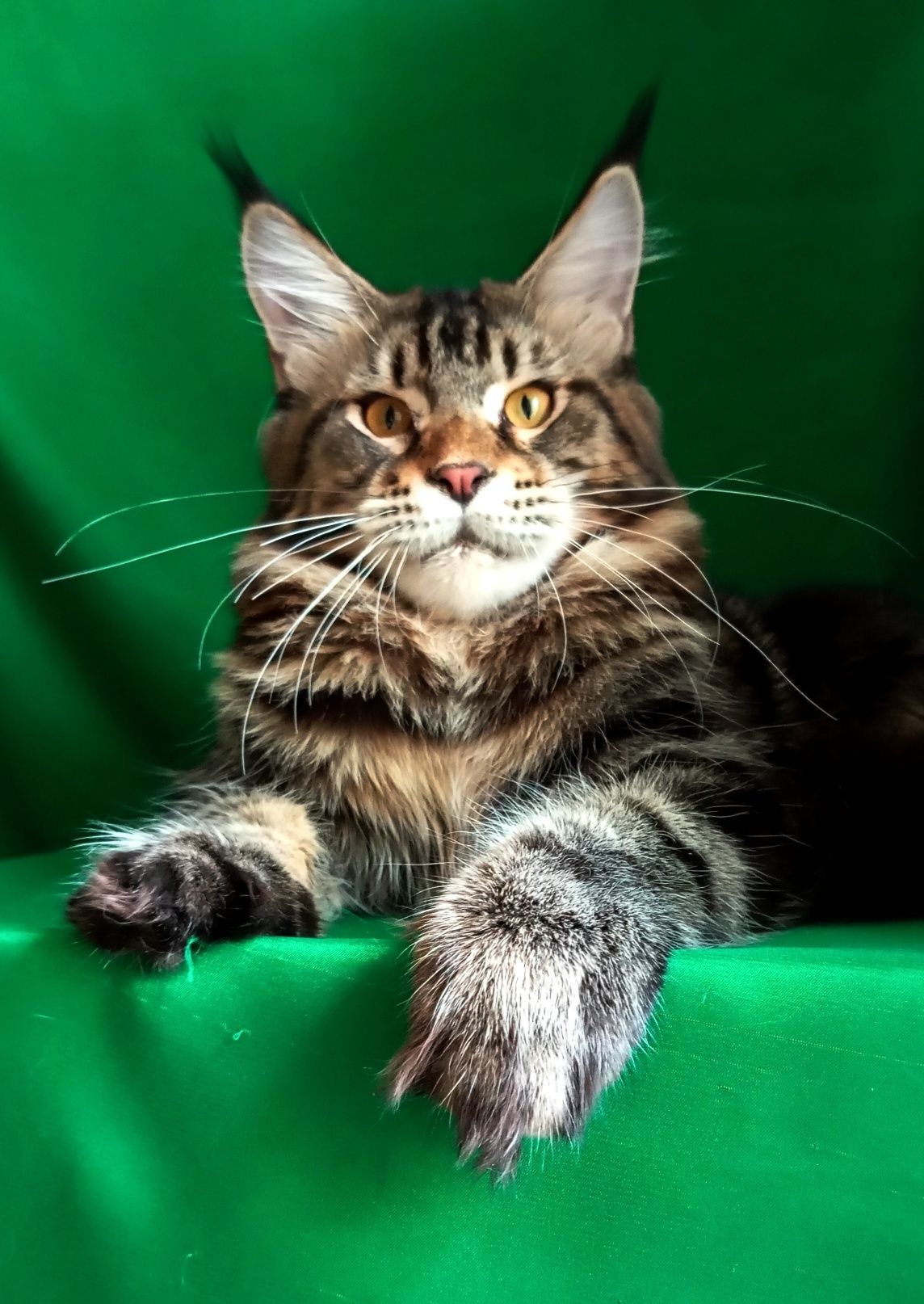 Шикарные котята для Вас! Питомник "Fluffy Tale"