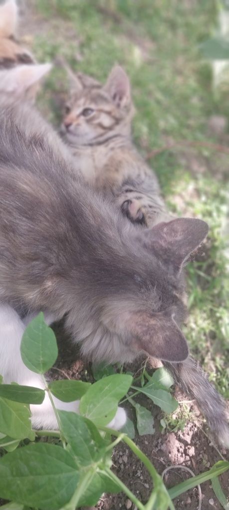 Отдадим котят с кошкой срочно!!!