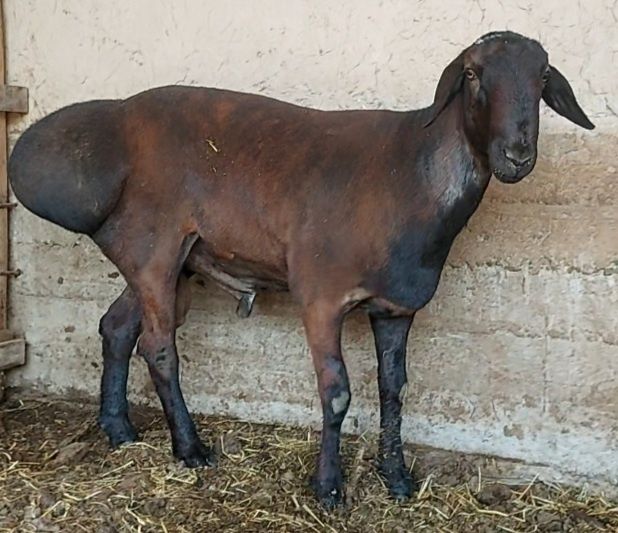 Гиссар кошкар ( урыктыкка).