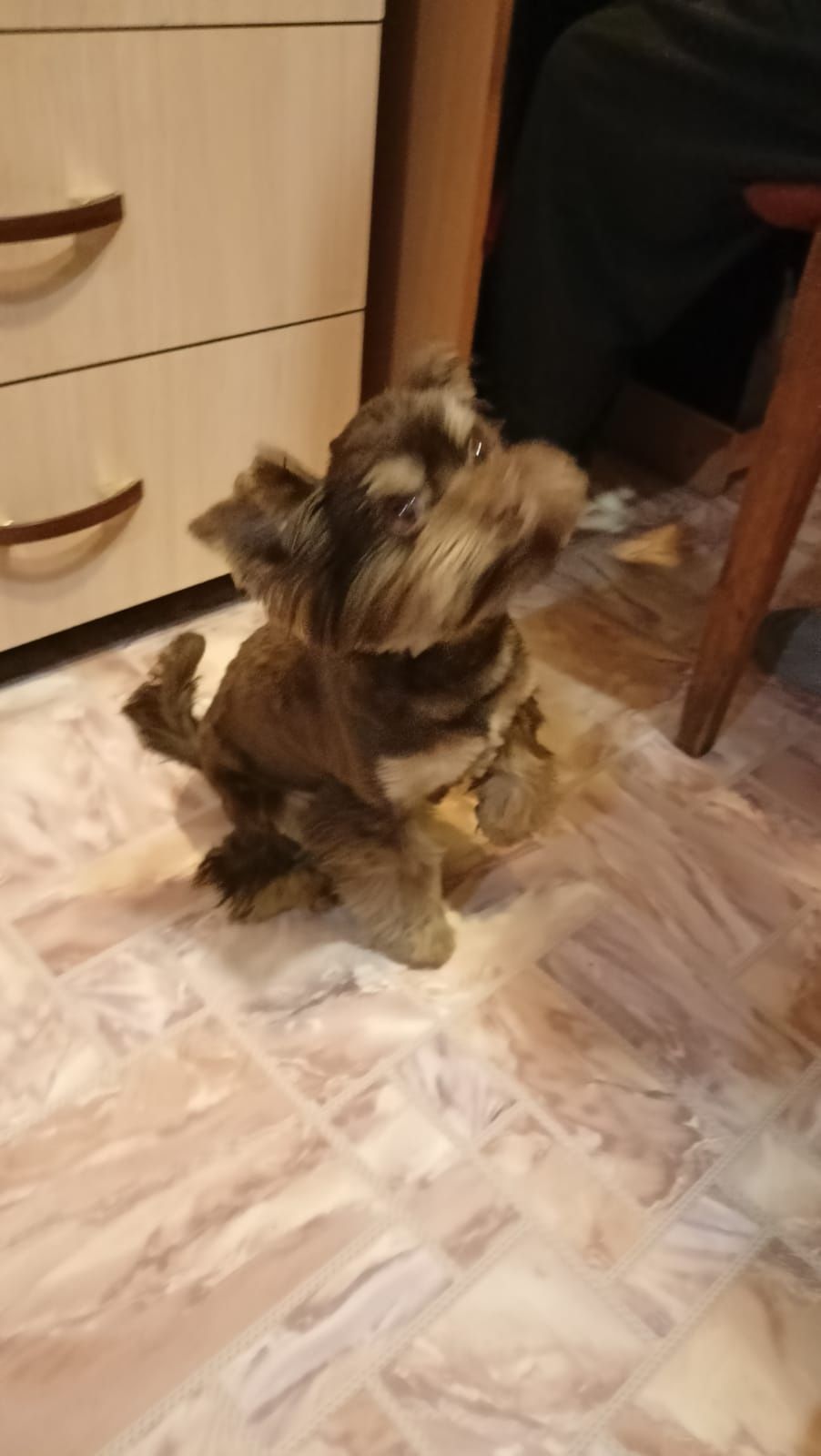Вязка Шоколадного Йорка