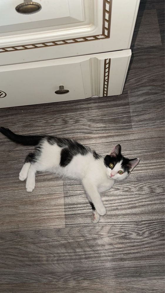 отдам котенка в добрые руки