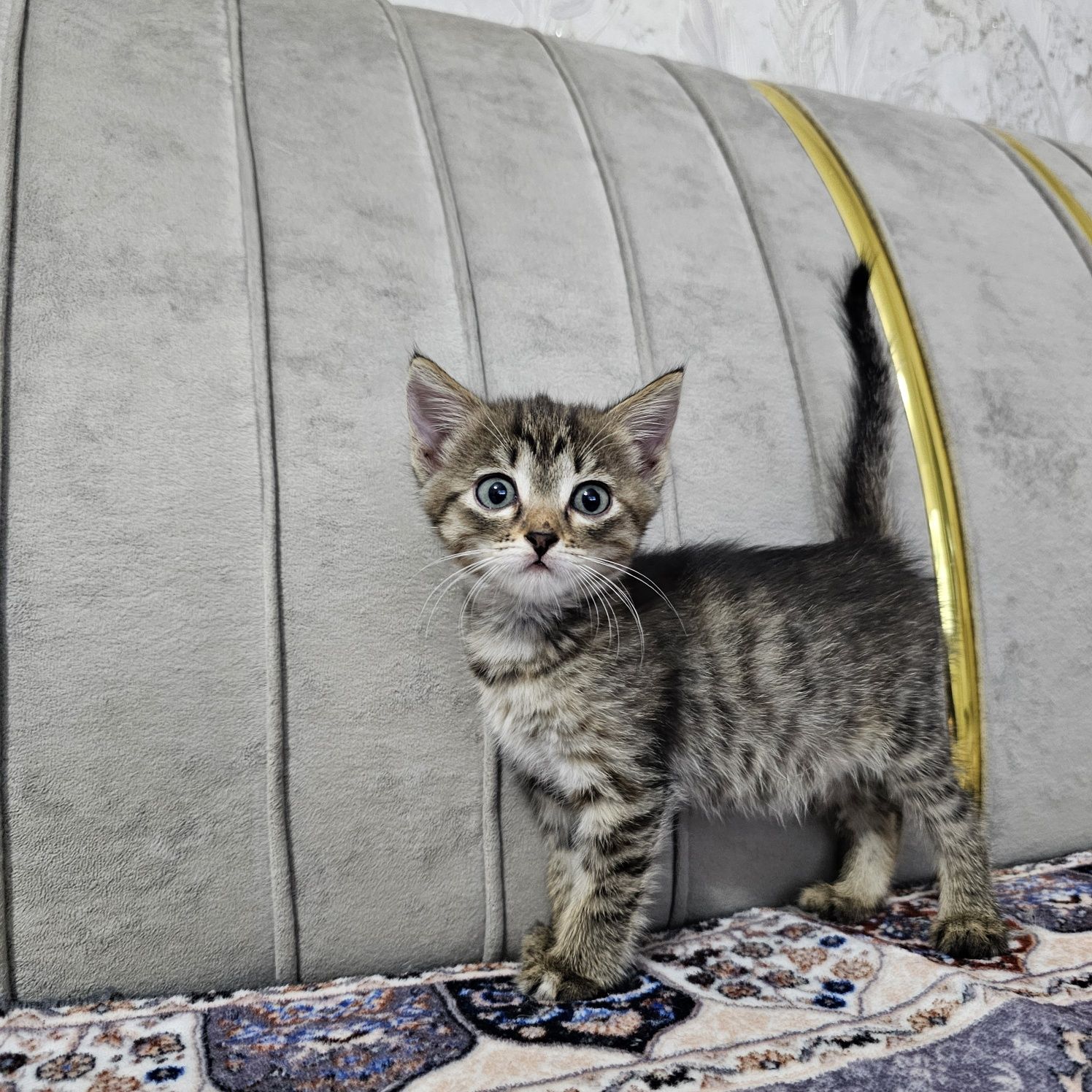Отдам котят, котенка девочку в добрые руки