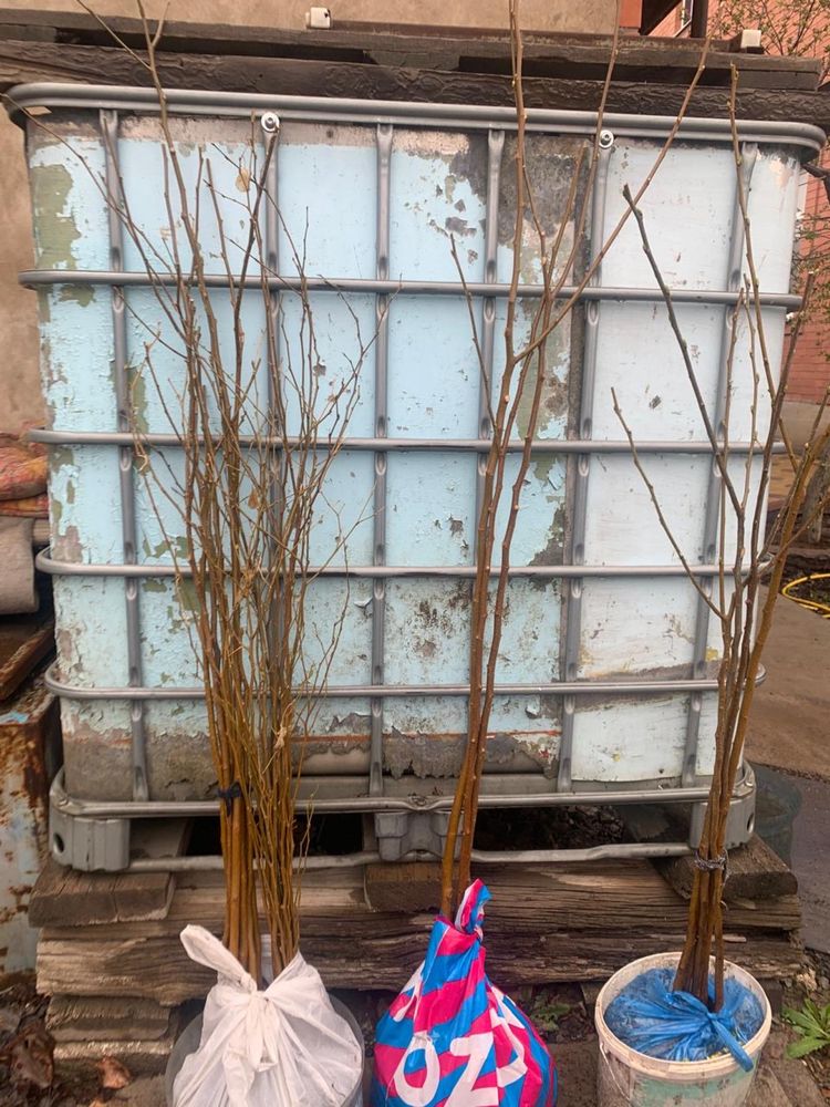 Продам саженцы черного тутовника