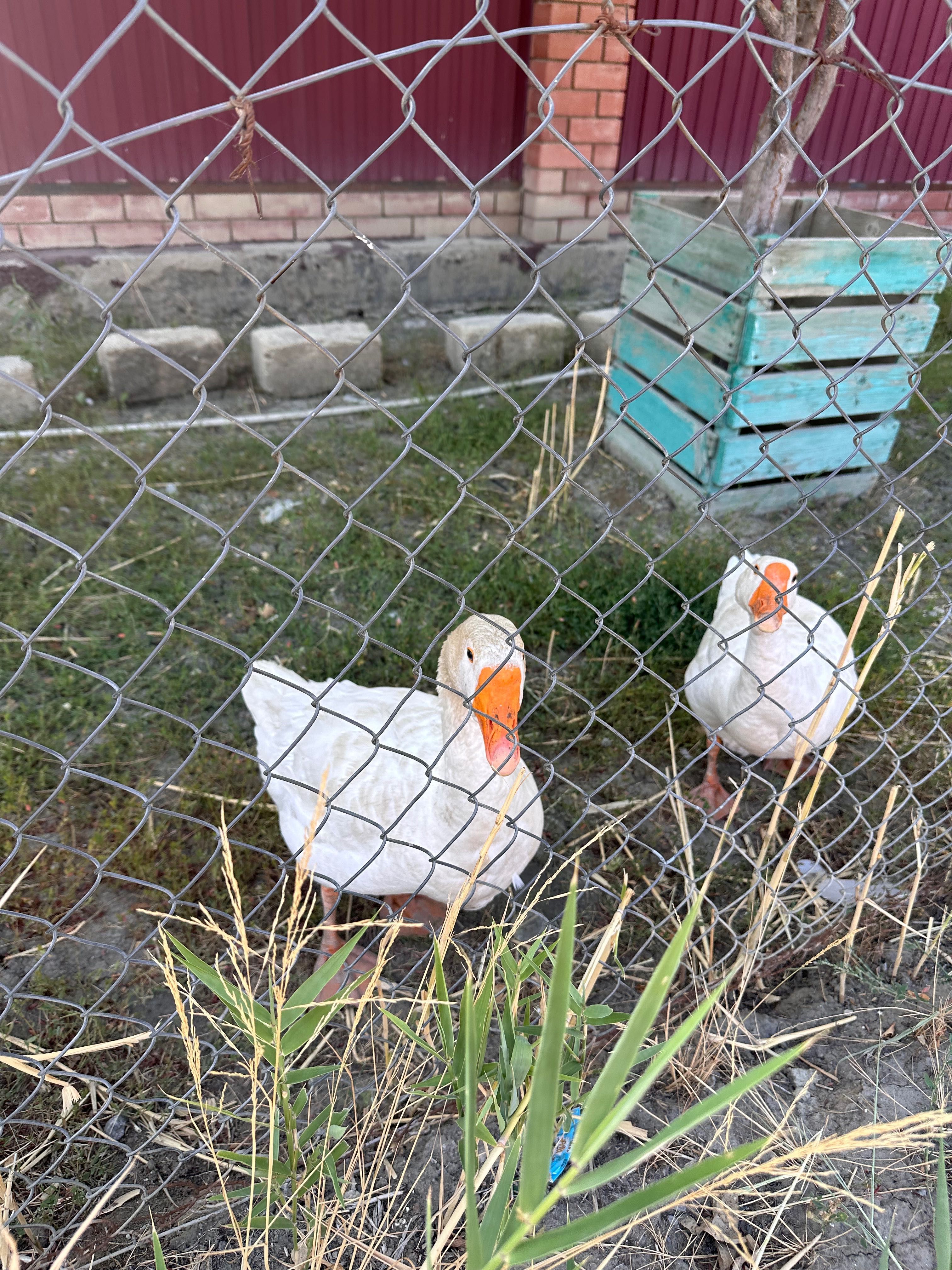 Продам гуси(1 еркек,2 ургашы)+1 балапан