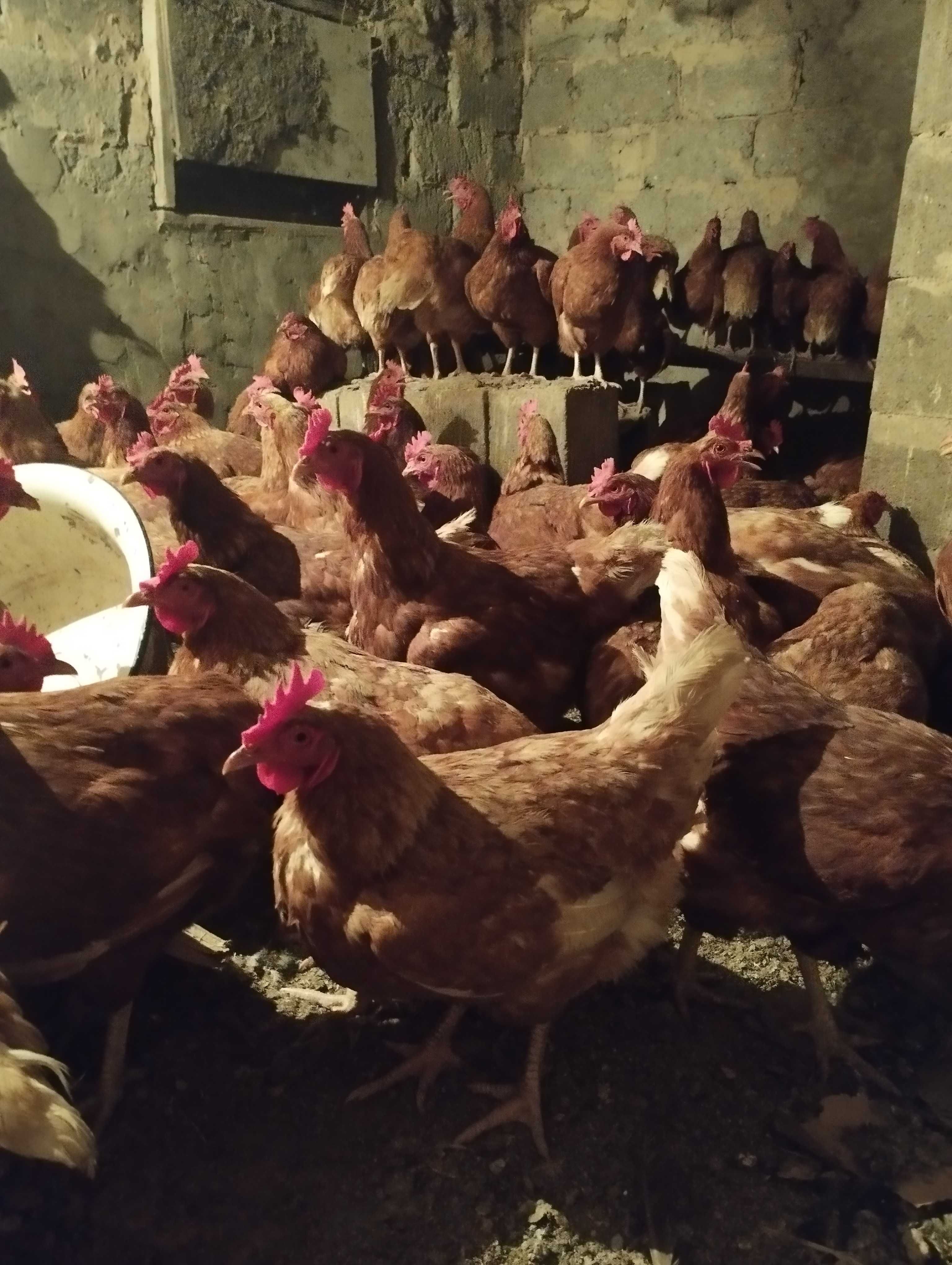 Продам несушек Ломан браун