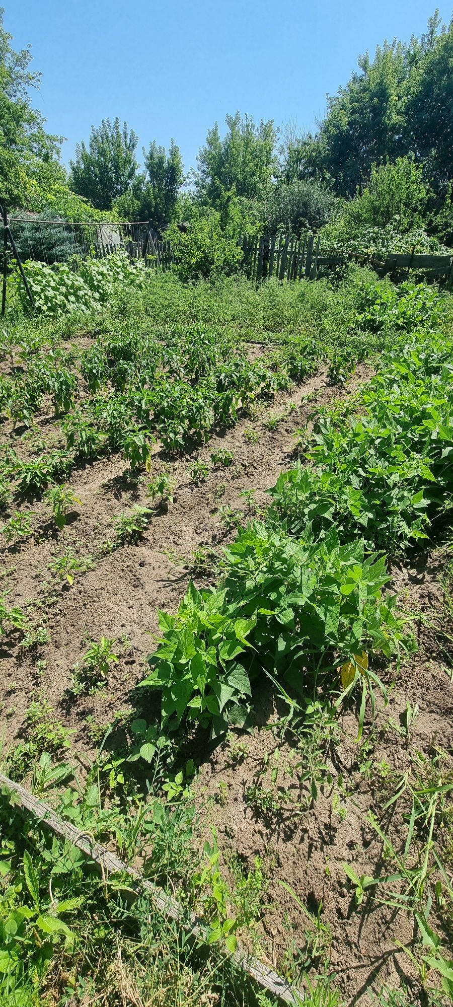 Продам дачу .Сад Здоровье.
