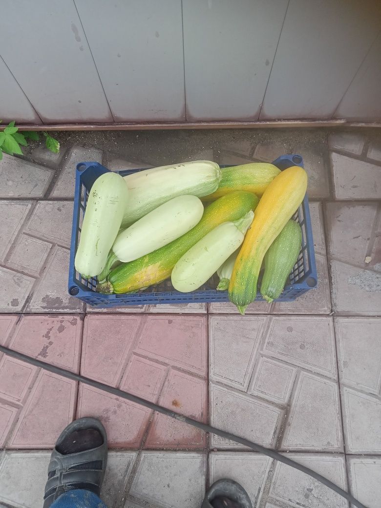 Продам домашние кабачки
