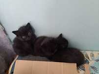 Отдам котенка. Девочка.