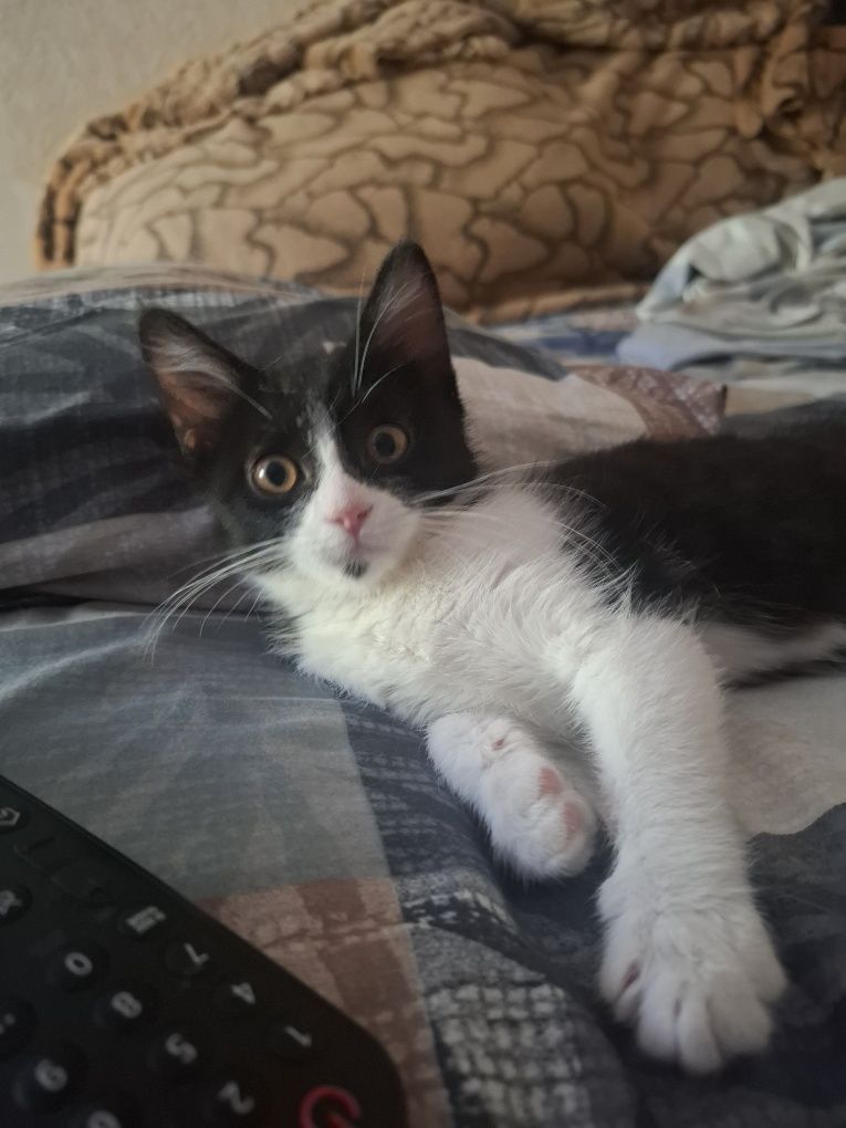 Бесплатно домашний котеночек