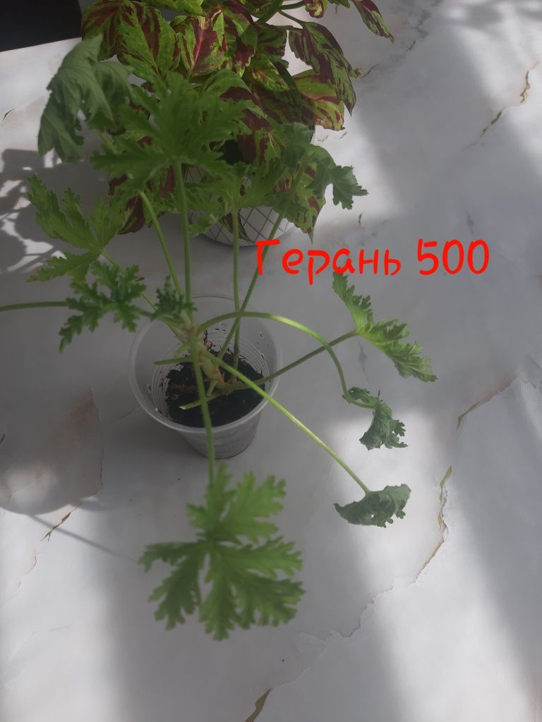 комнатные растения