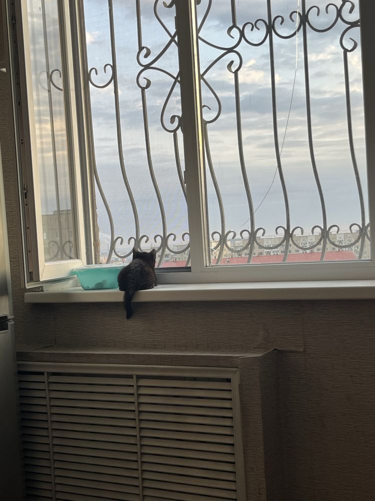 Котенка в хорошие руки