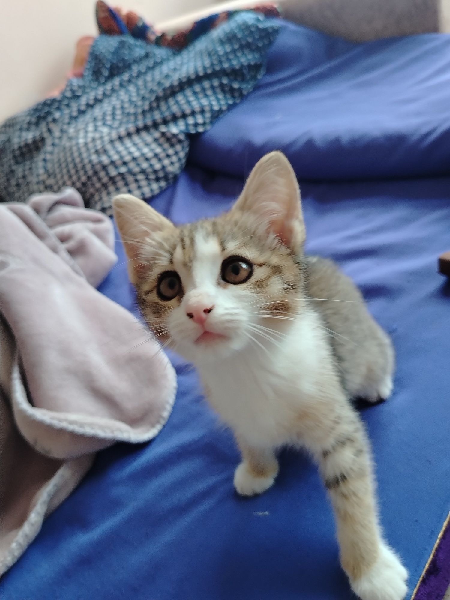 Бесплатно котенок