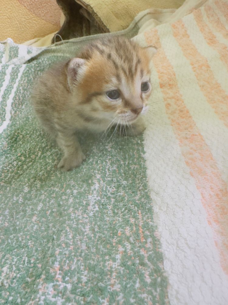 Три маленьких котенка ищут дом