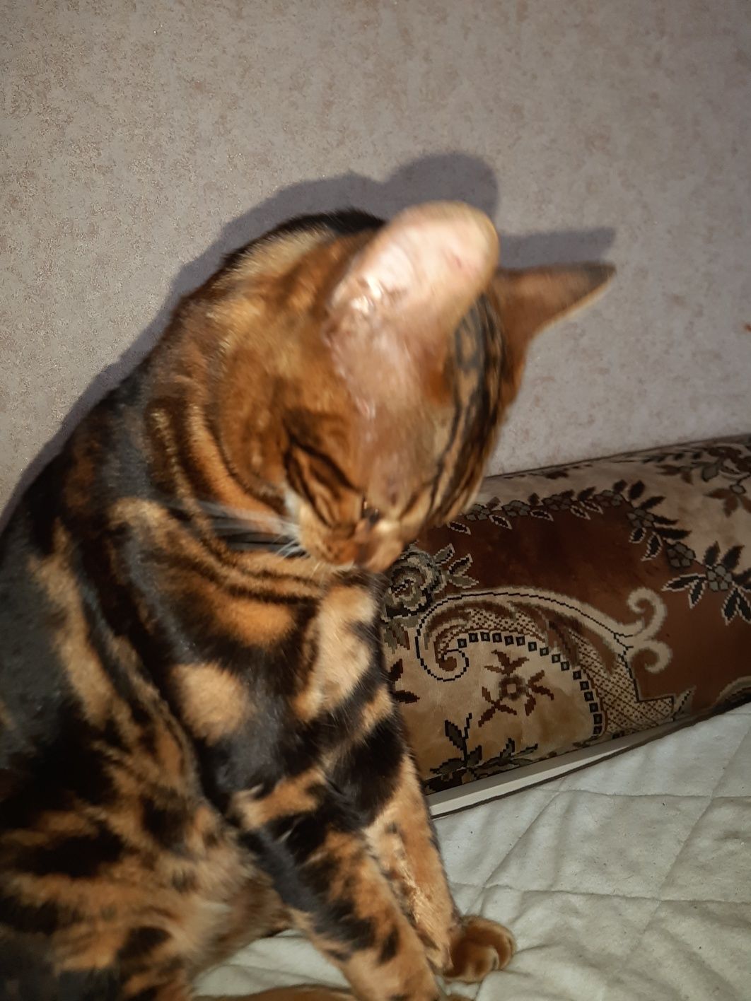 Котик бенгал ищет невесту  на вязку