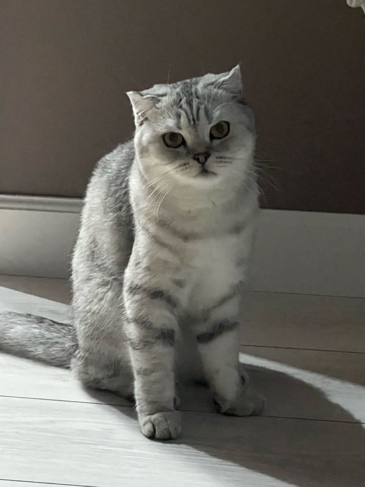 Отдам в добрые руки кошку девочку стер