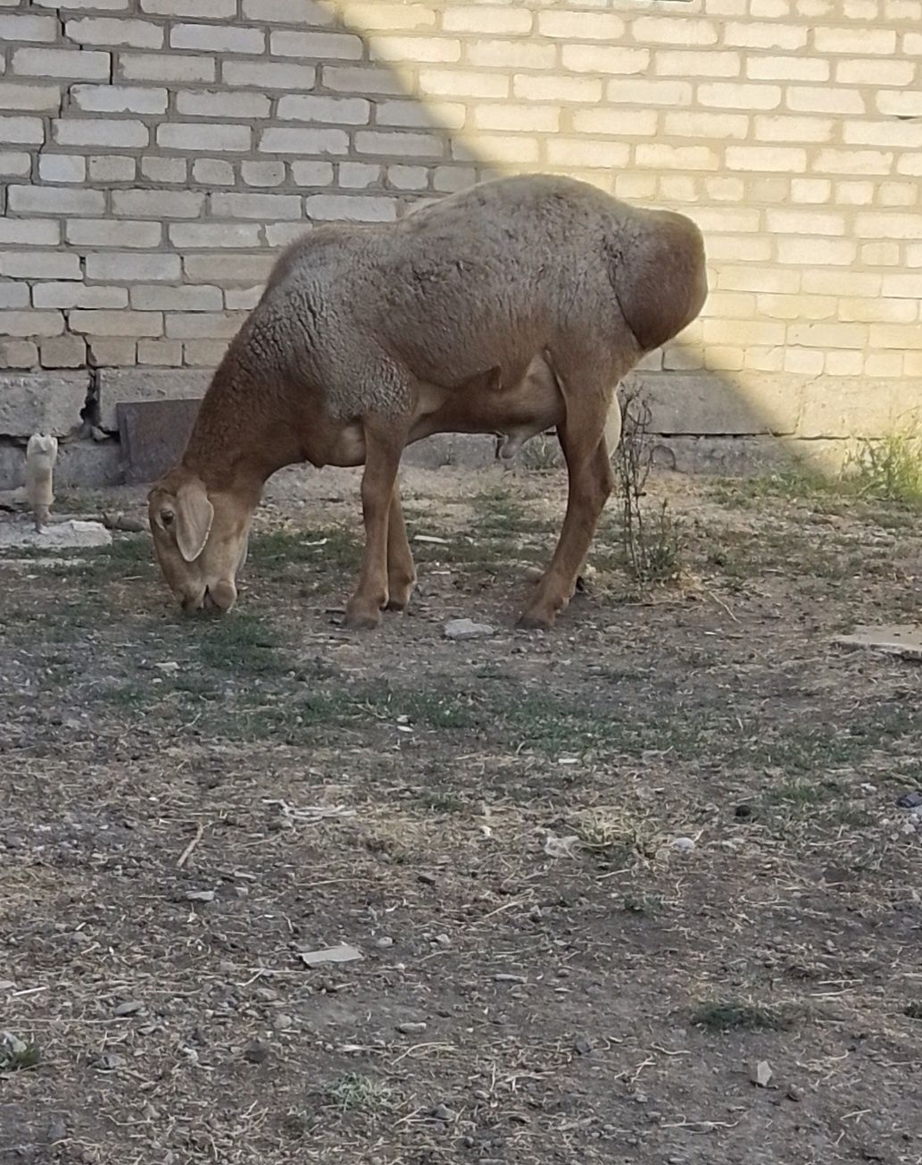 Қошқар  сатылымда