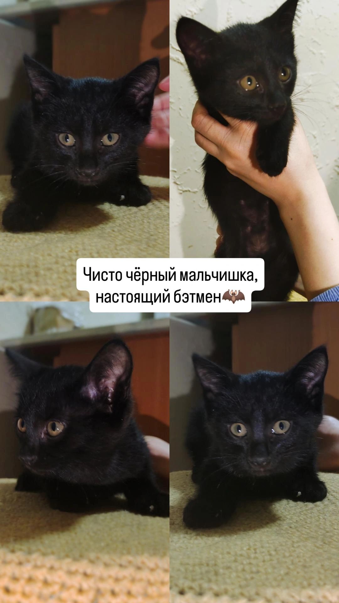 Котята, мальчики