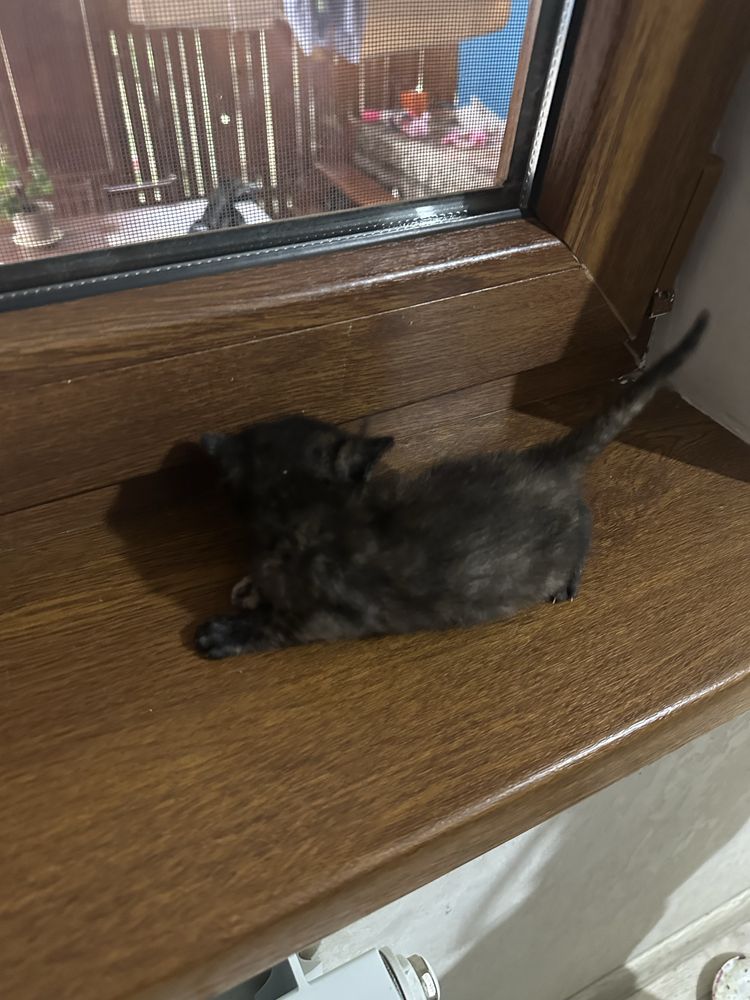 Отдам котят бесплатно