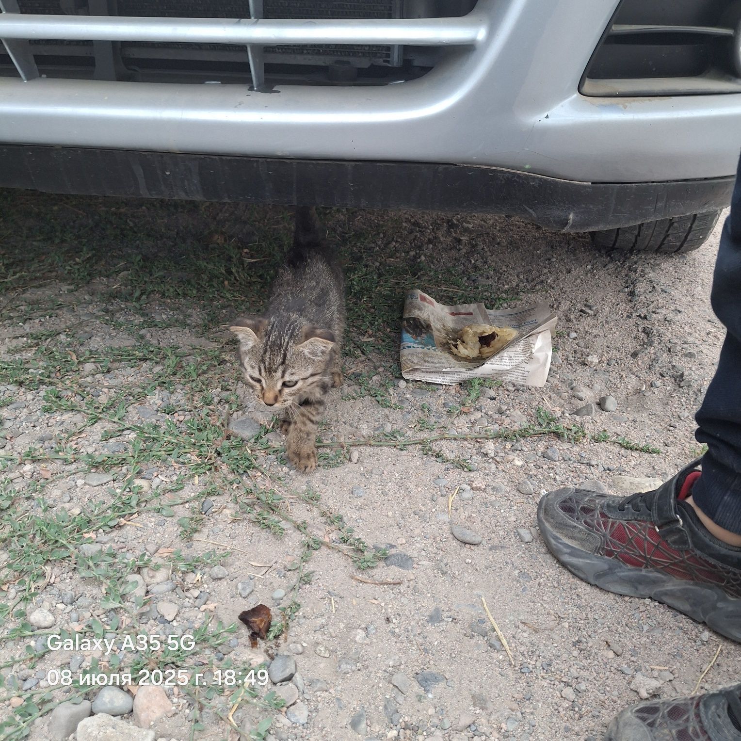 Котенок. Мысык баласы. Оте суйкимди,